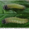 pyr armoricanus larva3 volg13